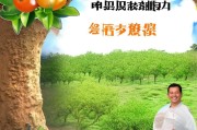 洞口柑桔补贴申请指南，政策红利直达田间，助力果农增收致富