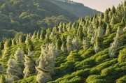 山桂，自然与种植的完美结合