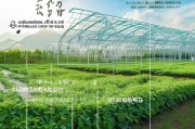 澧县设施农业大棚建设补贴政策解读与申请指南
