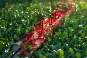 红色信息码，防疫 essentials的绿色守护