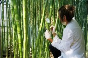 探索文竹的种子领取之道